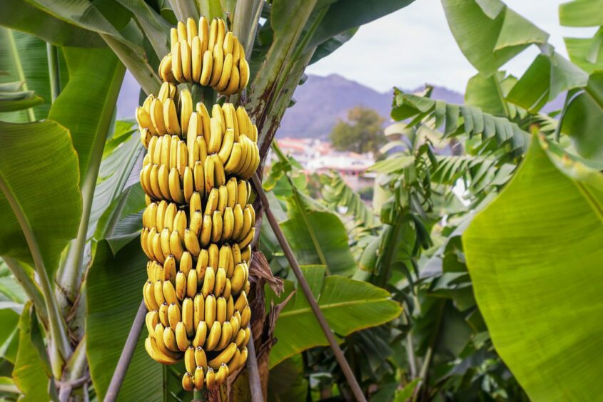 Bunches on bananas on a tree.