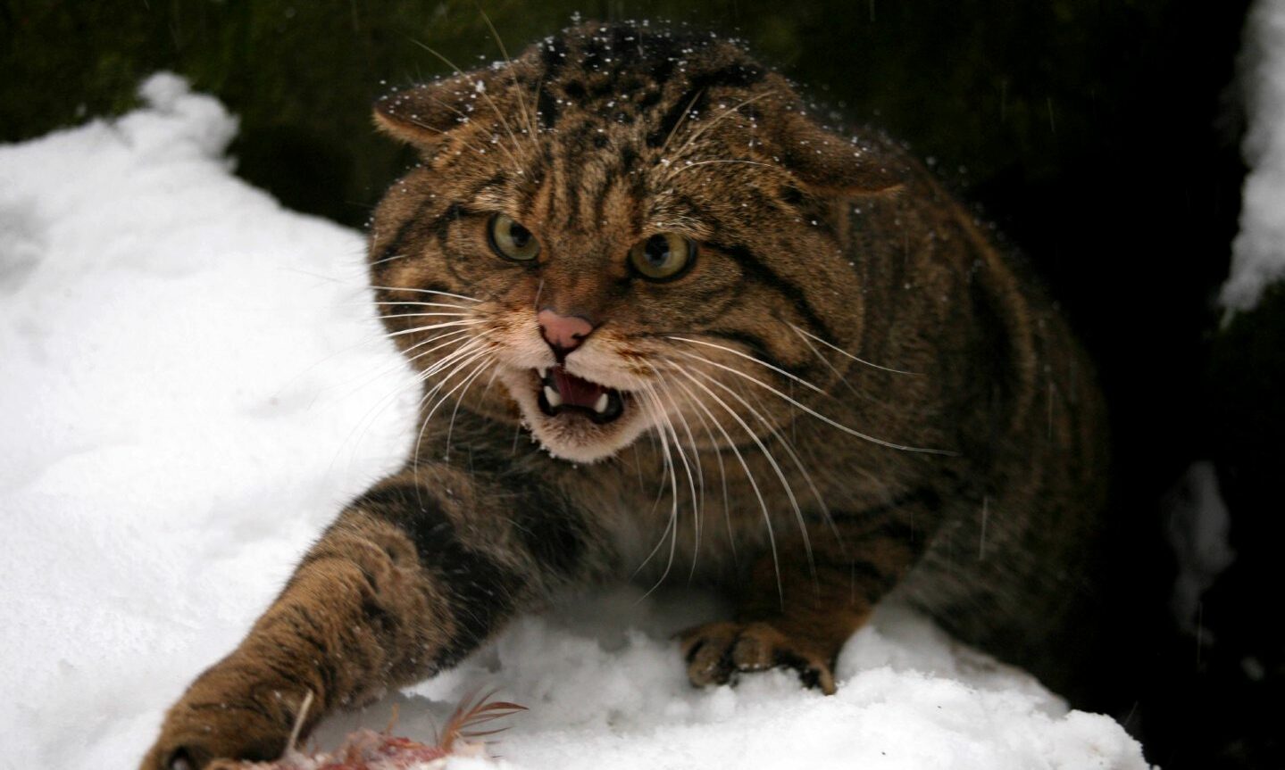 Wildcat growling with paw out in front in the snow. 