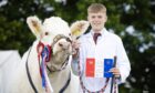 Gregor Milne won the overall young handler award with his Charolais heifer. Image: MacGregor Photography