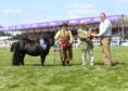 The standard Shetland pony championship was the young black home-bred filly Unigarth Evangeline from Steven and Leona Sinclair.