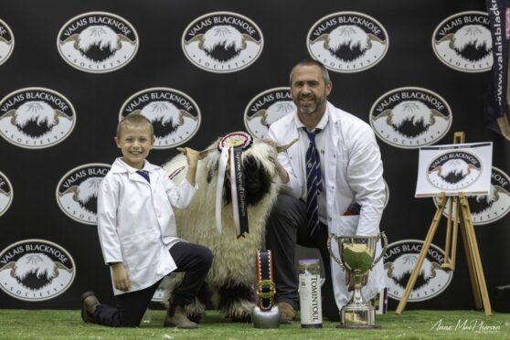 Welsh breeders Gerallt and Kerry Jones with their Snowdonia Halo at last year's Blacknose Beauties event.