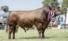Podhole Lincoln, from Ian Neish Jr of B3i Farms, Craigeassie, won the overall beef award at Angus Show. Photographs by Ron Stephen