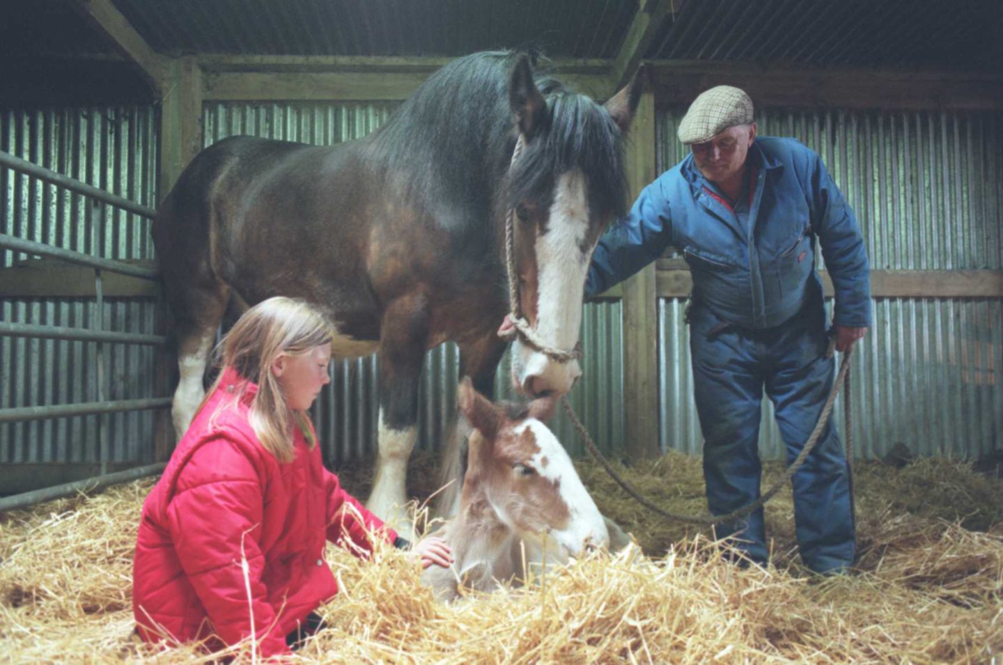 Young girl meeting Clydesdale horse Polly's days-old filly in 1997, as farmhand Albert Ewen looks on.