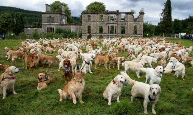 A record 466 Golden Retrievers from more than 12 countries gather at their ancestral home at the  Guisaschan Estate near Tomich in the Highlands. Image: Sandra Mailer/Shutterstock.