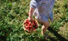 Carrying home a basket of strawberries - never too young to start enjoying gardening.