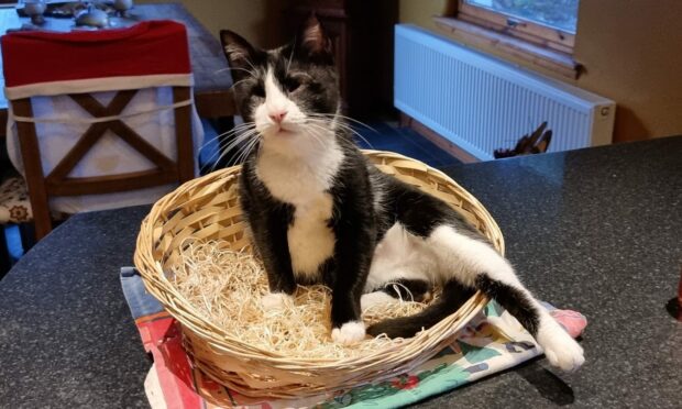 Baby Belle the blind cat posing in a basket, Skye.