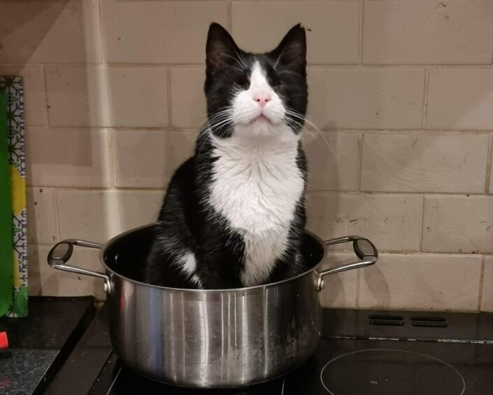 Baby Belle the blind cat sits in a cooking pot (unharmed)