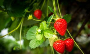 If you want fresh strawberries, then why not pick your own? pictured are strawberries from Castleton Farm. Image: Supplied by Castleton Farm