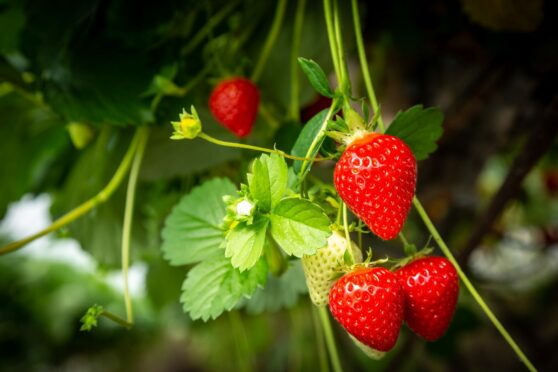 You can pick your own strawberries at Castleton Farm. Image: Supplied by Castleton Farm