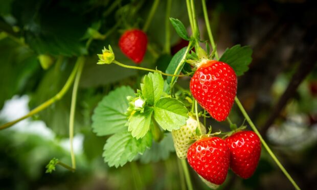 You can pick your own strawberries at Castleton Farm. Image: Supplied by Castleton Farm