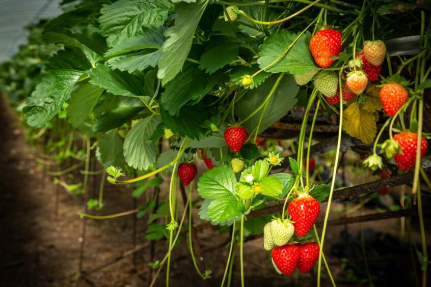 Castleton Farm strawberries