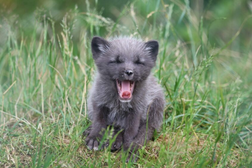 Arctic cub yaws.