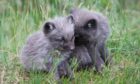 Two grey Arctic fox cubs sit together in the grass.
