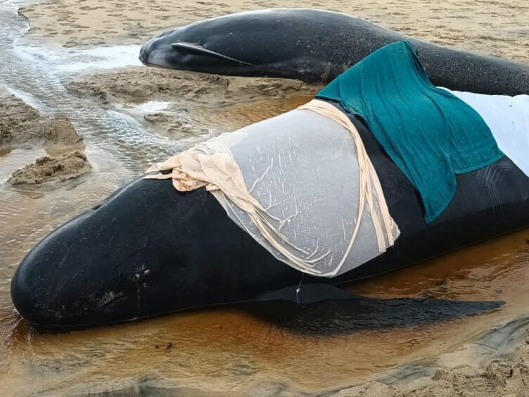 Two pilot whales stranded on the beach near Stornoway.