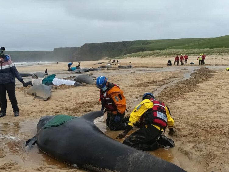 Rescue teams at the site of the pilot whale mass stranding on Lewis.