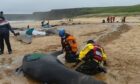 View across beach with pilot whales stranded on sand with teams examining them.