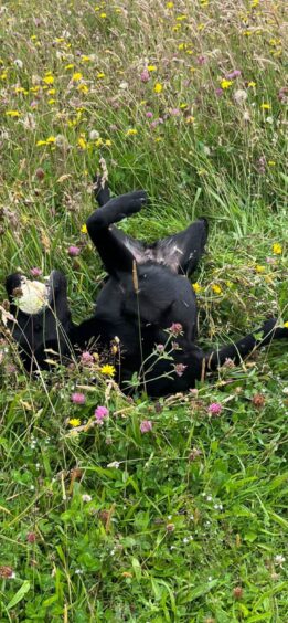 Storm enjoying some down time. Image: Police Scotland.