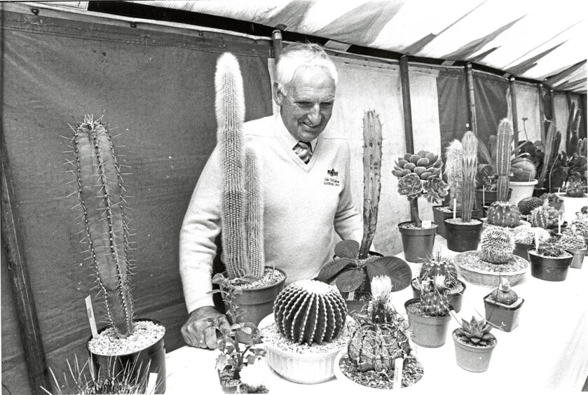 An elderly man judging cacti on a table. 