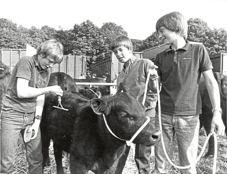 Three boys caring for a cow. 