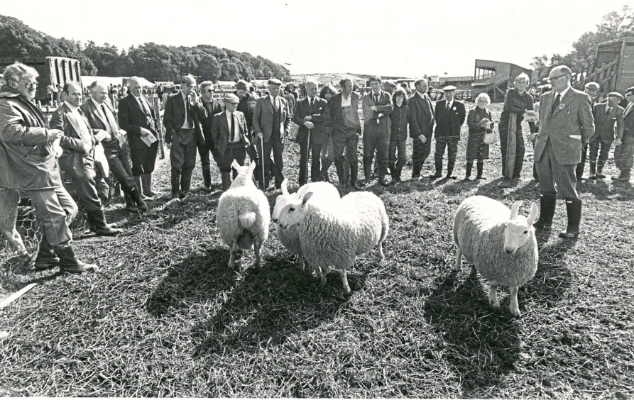A crowd gathered around some sheep at Turriff show. 