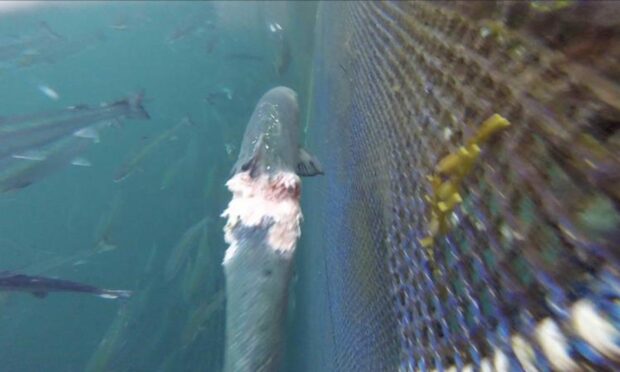 Wounded salmon at Bakkafrost Scotland's Portree fish farm. Image: Don Staniford