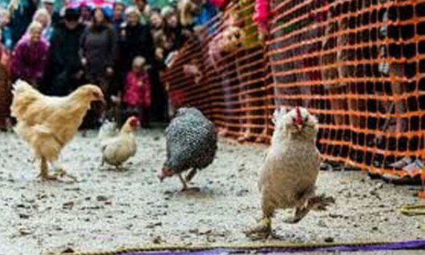 Humans are wanted to replace chickens for an annual race in the town of Elphin after avian flu concerns ruled out birds at the event.