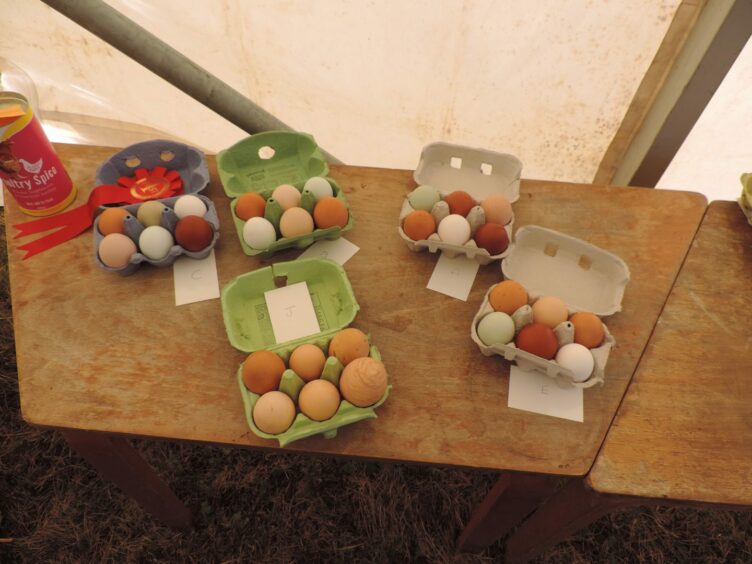 Trays of eggs at the Elphin Chicken Day egg competition.