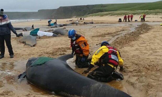 The young minke whale died on the same stretch of beach where 55 pilot whales died earlier this week with only one survivor. Image: BDMLR/ Mairi Robertson-Carrey and Cristina McAvoy.