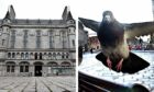 The pigeon spent two days inside Aberdeen Sheriff Court. Image: DC Thomson