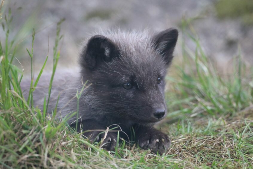 Grey Arctic fox sits in the grass.