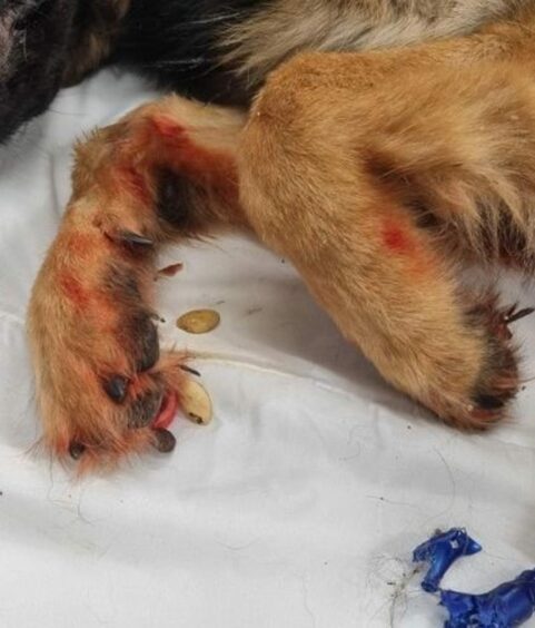 Red staining on fur of German Shepherd puppy that died in Buckie.