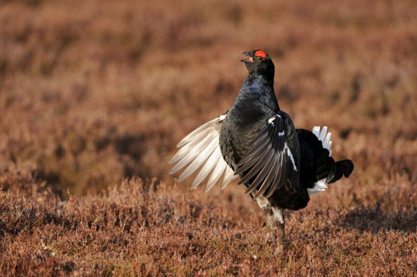 A black grouse - one of the shots captured by team on BBC show Scotland The New Wild. 