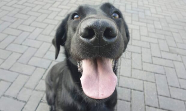 Police dog uncovers 27k worth of drugs. Image: Police Scotland.