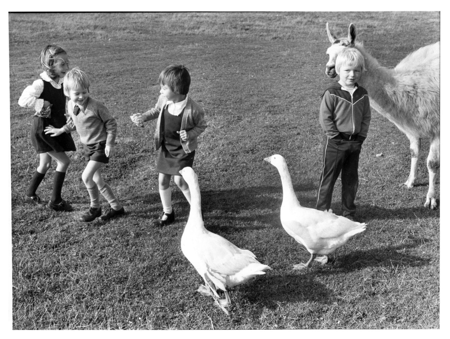 Children interacting with geese and a llama at Doonies Farm in Aberdeen in 1980.