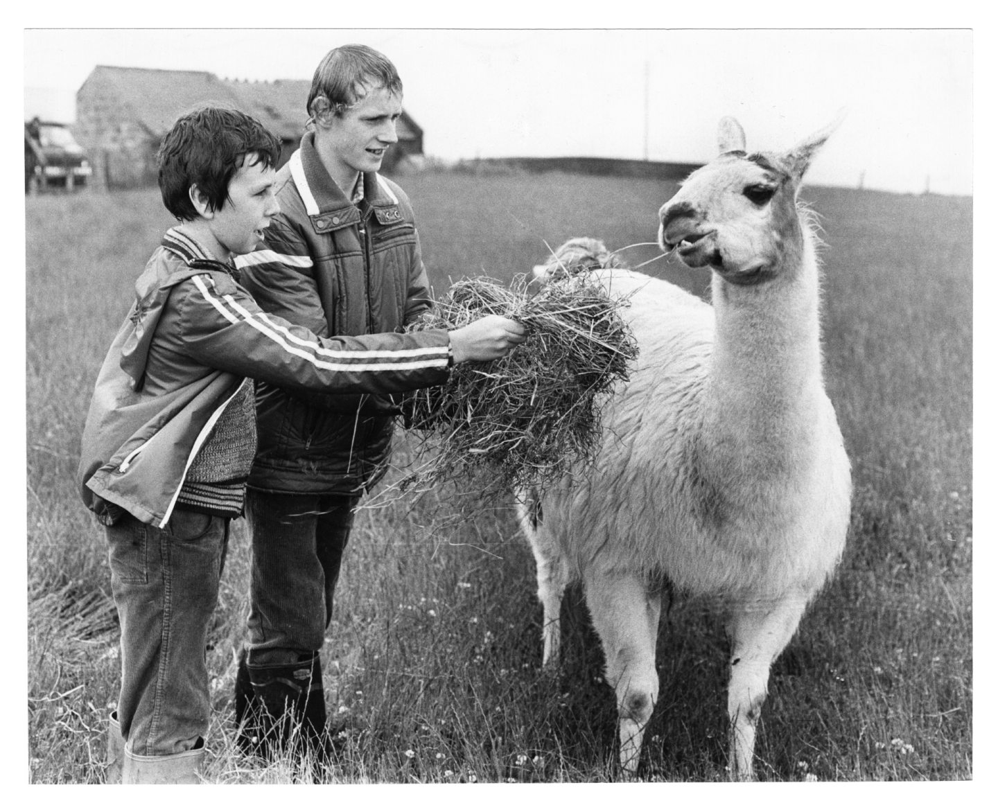 Two young boys feed Herbie the llama in 1979.