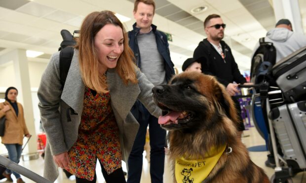 Aberdeen airport first therapy dog team, brought to you by Therapet and Aberdeen International Airport for anxious flyers. Picture by KENNY ELRICK 29/04/2019
