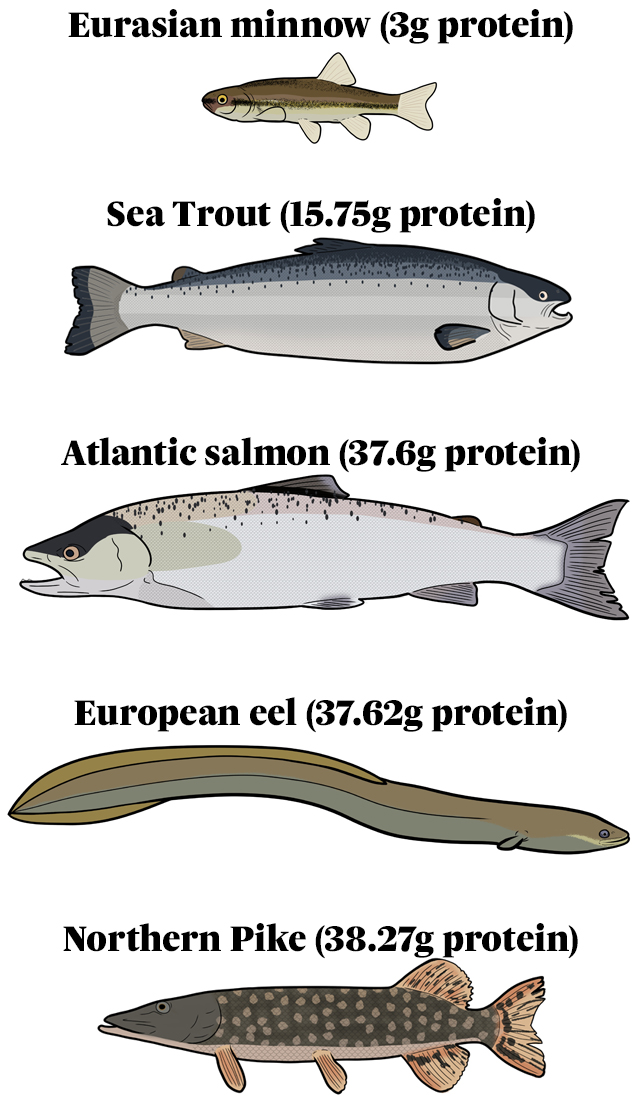 Illustrations of different fish and how much protein they have