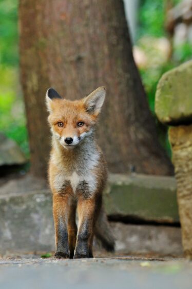 A shot of a fox cub for BBC Scotland's upcoming documentary Scotland The New Wild.