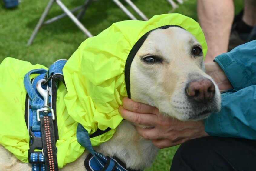 Labrador keeping dry with rain coat.