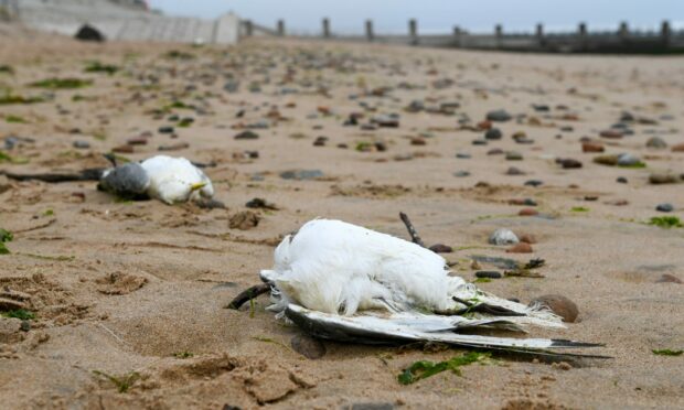 Two dead birds lying on a beach.