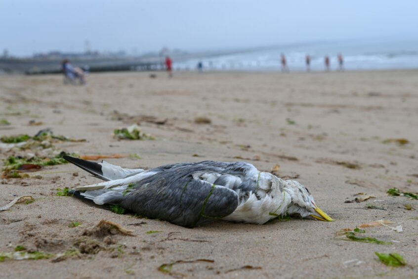 Dead bird lying at Aberdeen beach.