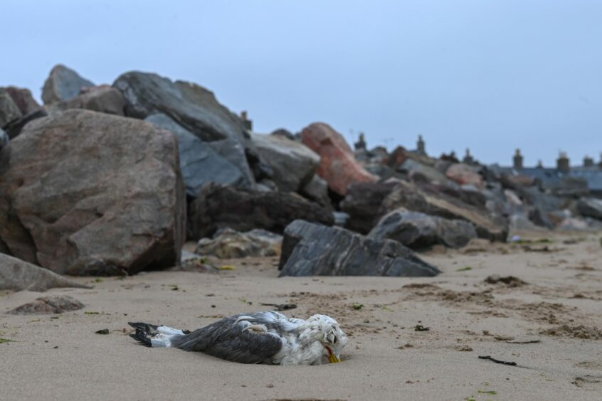 A dead bird lying at Aberdeen beach.