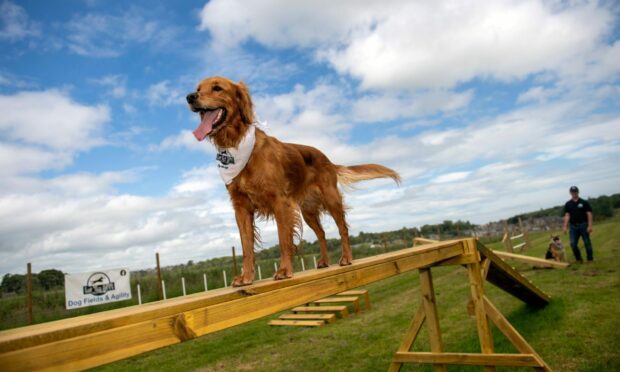 Lilly the Golden Irish enjoys the Let'Em Aff Dog Park in Ellon. Image: Kath Flannery/ DC Thomson.