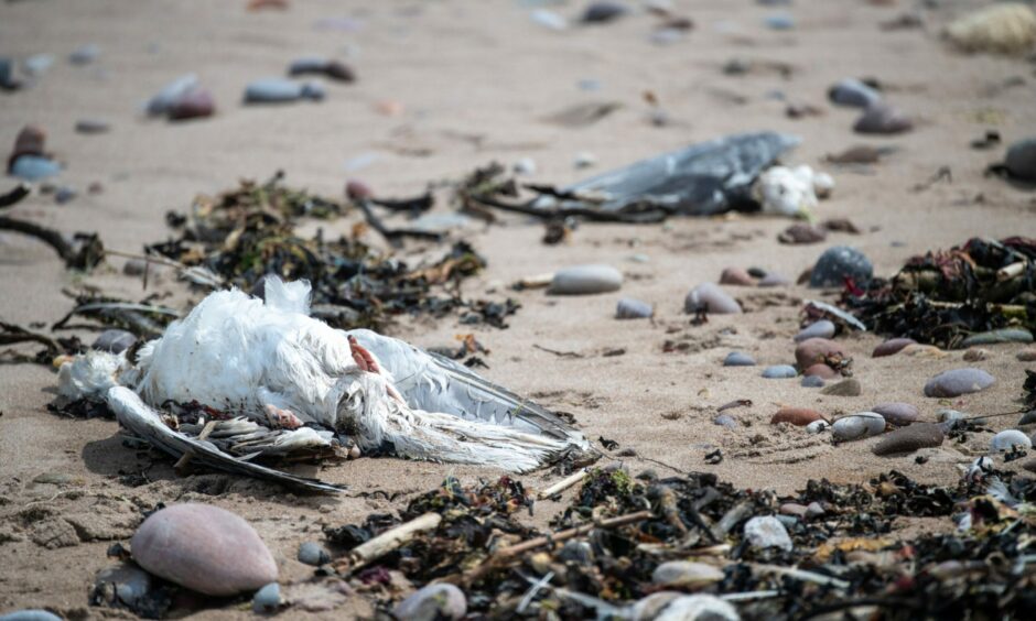 Two dead birds amongst stones and seaweed on Stonehaven beach.
