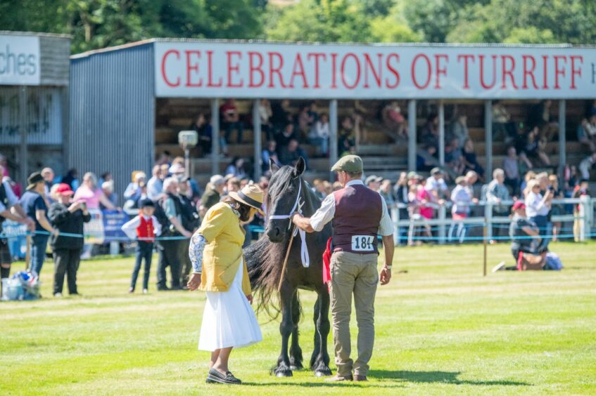 Overall in hand horse and pony judging. 