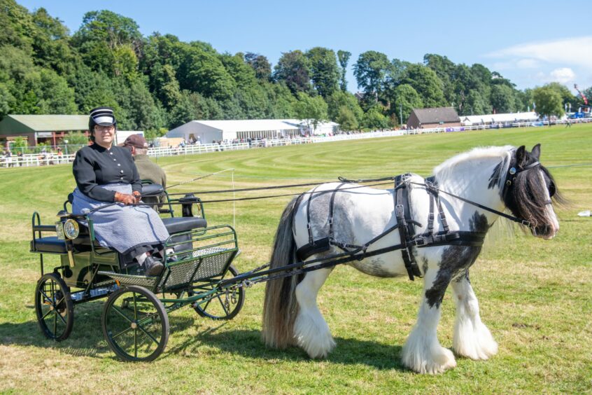 Horse and cart 