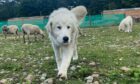Maremma sheep dog Luigi is one of two being trained by Ruthiemurchus Falconry. Image: Ruthiemurchus Falconry.