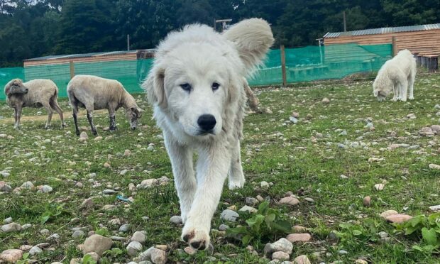 Maremma sheep dog Luigi is one of two being trained by Ruthiemurchus Falconry. Image: Ruthiemurchus Falconry.