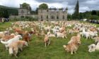 The five-yearly meet of the golden retrievers took place at Guisachan House in Glen Affric today. Image: Sandy McCook/ DC Thomson.