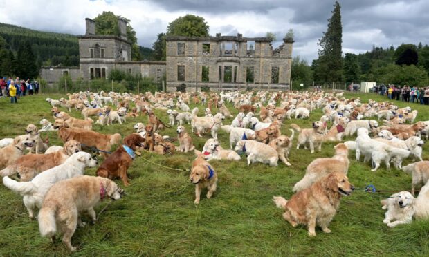 The five-yearly meet of the golden retrievers took place at Guisachan House in Glen Affric today. Image: Sandy McCook/ DC Thomson.